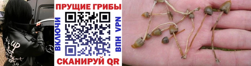 Псилоцибиновые грибы GOLDEN TEACHER  Петровск-Забайкальский 